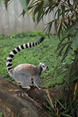 Ring-Tailed Lemur (Lemur catta) in nature, green background, funny wild animal © tselykh
