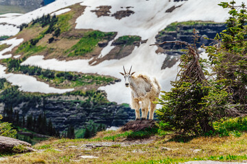 Mountain Goat