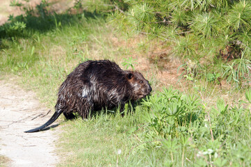 Beaver animal Stock Photos.  Close-up shot of a wild beaver eating grass and leaves displaying brown fur, beaver tail, head, eyes, ears, nose, mouth, paws, in its habitat and environment.