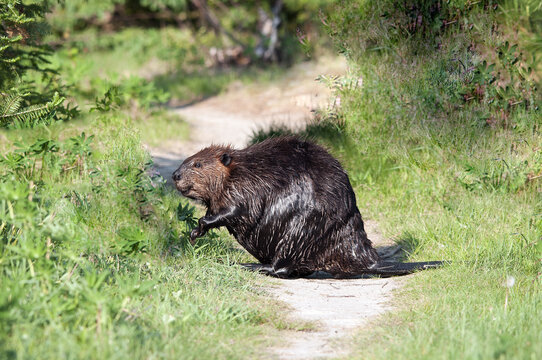 Beaver Animal Stock Photos.  Image. Picture. Portrait. Close-up profile view, eating grass and leaves displaying brown fur, beaver tail, head, eyes, ears, nose, mouth, paws, and wet fur.