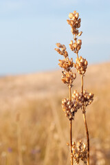 Dry cereal crop with background of dry meadow