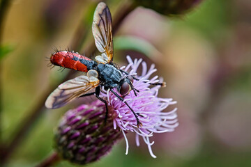 Raupenfliege ( Cylindromyia bicolor ). 