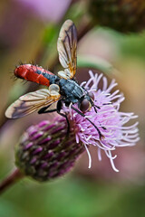 Raupenfliege ( Cylindromyia bicolor ). 