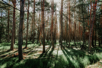 Scenic forest. Vintage forest background.