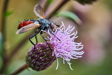 Raupenfliege ( Cylindromyia bicolor ). 