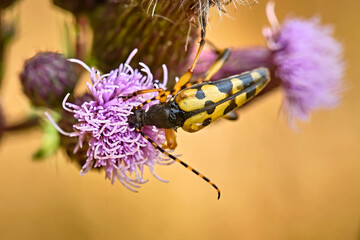Gefleckter Schmalbock ( Rutpela maculata , Syn.: Strangalia maculata , Leptura maculata ). 