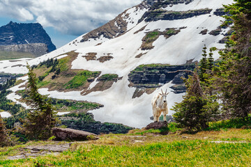 Mountain Goat