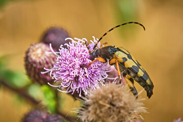 Gefleckter Schmalbock ( Rutpela maculata , Syn.: Strangalia maculata , Leptura maculata ). 