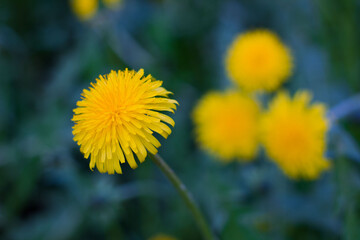 yellow dandelions in the wind