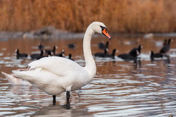 A white Mute Swan Cygnus olor stands in a pond.There are many black coots Fulica atra swimming nearby. Swans are graceful and beautiful monogamous birds.