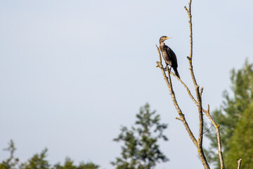  black cormorant sitting on a branch looking for prey