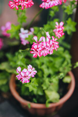 Beautiful pink geranium grows and blooms in a pot. Ornamental flowering plant.