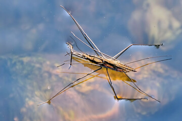 Wasserläufer ( Gerridae ) bei der Paarung. 