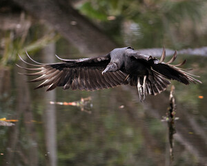 Black Vulture bird Stock Photo.  Black Vulture flying  over water with blur background. Image. Picture. Portrait. Spread wings