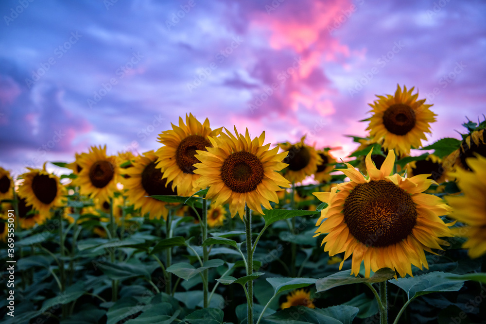 Sticker sunflower field during sunset , balkan ,