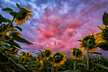 
Sunflower field during sunset , Balkan ,  