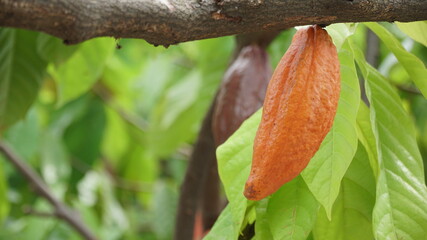 Ripe chocolate (cocoa) fruit on the tree