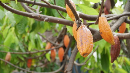 Ripe chocolate (cocoa) fruit on the tree