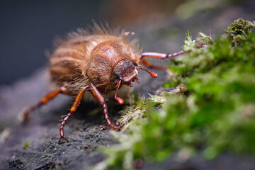 Gerippter Brachkäfer / Junikäfer ( Amphimallon solstitiale ). 