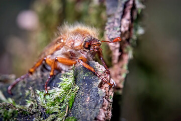 Gerippter Brachkäfer / Junikäfer ( Amphimallon solstitiale ). 