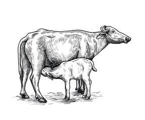 breeding cow. animal husbandry. livestock illustration on a white