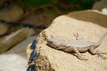 Reptile on the rocks