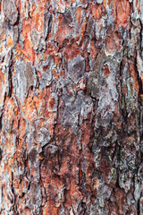 The texture of coniferous wood. the bark of the tree is near-the.