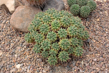 cactácea cactus