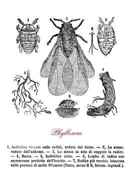 Grape phylloxera, an insect related to aphids, a pest infestation of vineyards and wine grapes, which can be protected through hybridization and grafting
