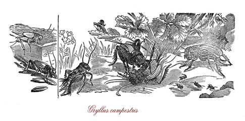Gryllus campestris or field cricket is a dark flightless insect living in dry grassland, it chirps during daytime and  the first part of the night to attract females. Considered an endangered species.