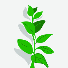 Green plant with shadow on a gray wall background