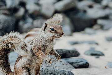 Obraz premium Small cute chipmunk animal portraiture on the beach of Esquinzo, Fuerteventura, Canary Islands, Spain. Wildife travel photography concept.