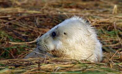 Grey seals on the beach