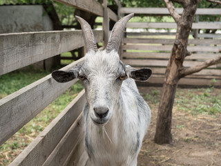 A goat in a close-up paddock. Pet.