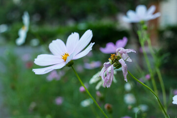 Obraz premium Dried and live white cosmos flowers
