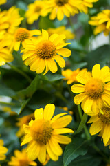 Bright yellow arnica flowers with green leaves