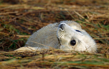 Grey seals on the beach