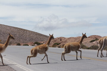 Salta - Llamas