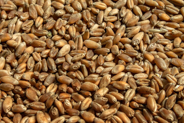 wheat grain. texture, background