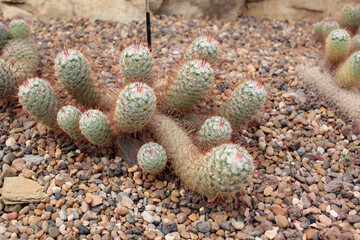 cact&aacute;cea cactus