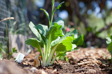 Chinese cabbage in home garden