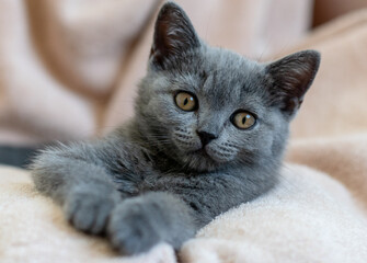 Portrait of cute blue british short hair kitten. Selective  focus.