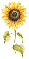 Watercolor sunflower hand painted illustration, perfect for wedding invitation, greeting card, fabric, textile, wallpaper, ceramics, branding, web design, stationery, cosmetic, social media, scrapbook