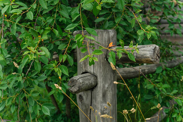 the corner pillar of a rustic wooden fence made of logs in foliage