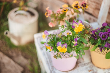 Purple and yellow pansy grow in street flower pots. Decorative gardening in the country house in Provence style
