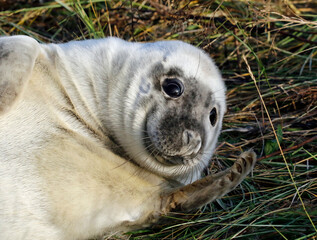 Grey seals on the beach