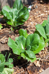 Chinese cabbage in home garden