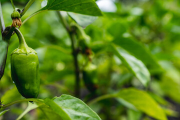 Green peppers in the garden. Environmentally friendly product