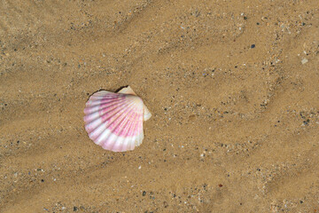 Coquillage rose sur le sable fin