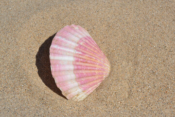 Fototapeta na wymiar Coquillage rose sur le sable fin